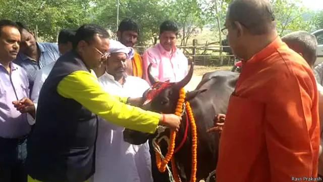 झारखंड, गाय