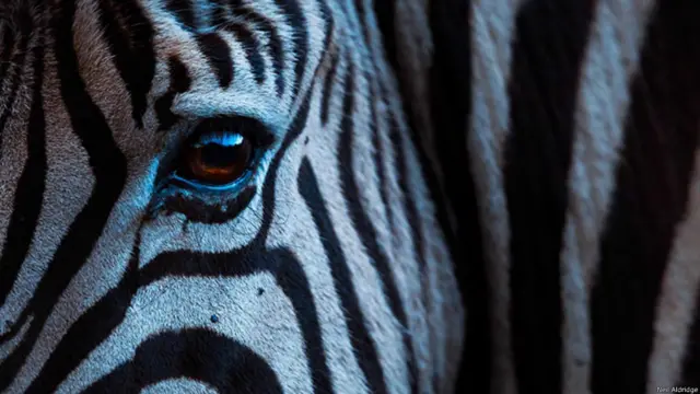 Zebra