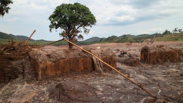 Daniela Fichino I Justica Global