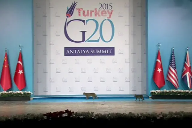 Коти на G20
