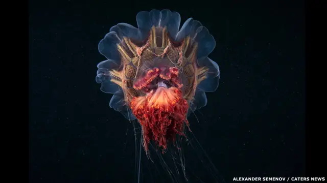  Scyphozoan meduzası növü - Şir yalı meduzası