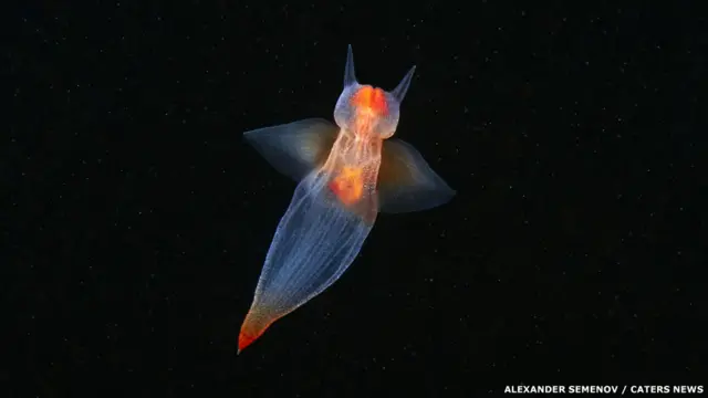 Pteropod molyusku - Dəniz pərisi