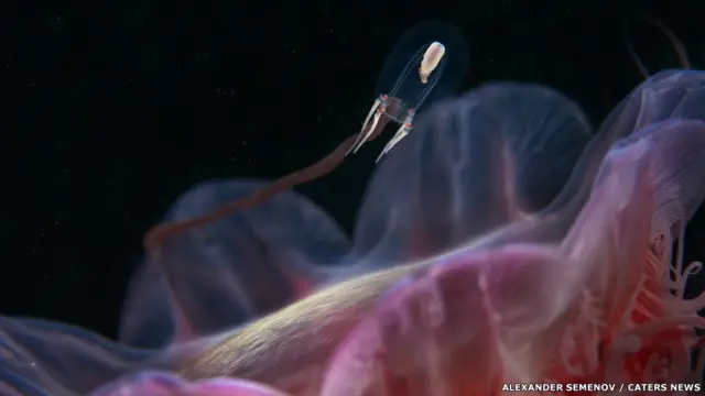 Scyphozoan meduzası
