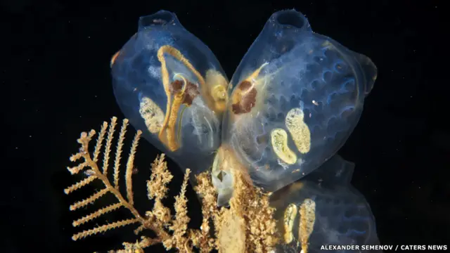 Ascidian meduzası - Molgula griffithsii