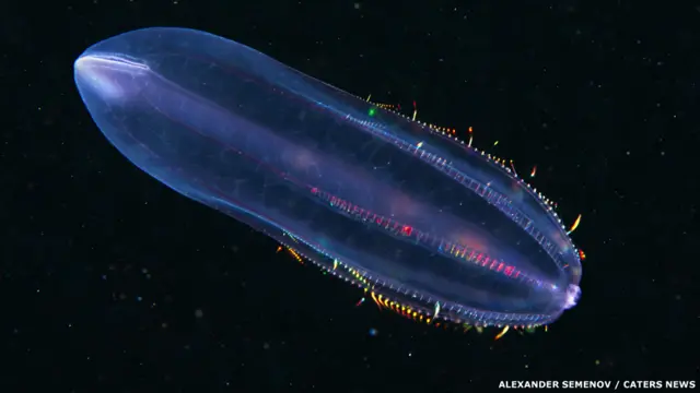 Pipikli meduza - Beroe cucumis