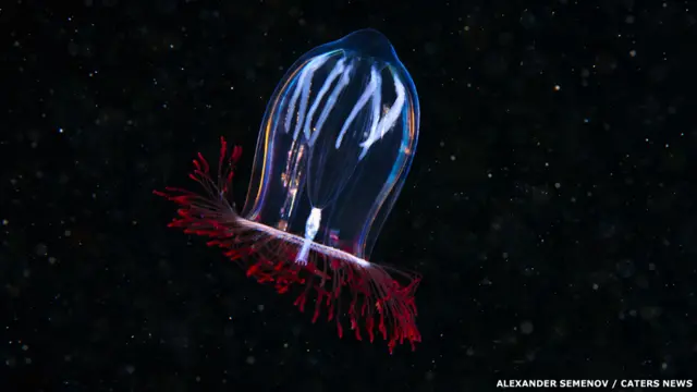 Hydrozoan meduzası