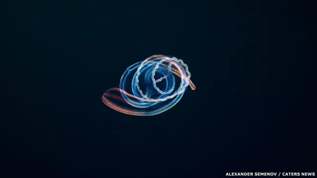 Ctenophora meduzası - Cestum veneris.