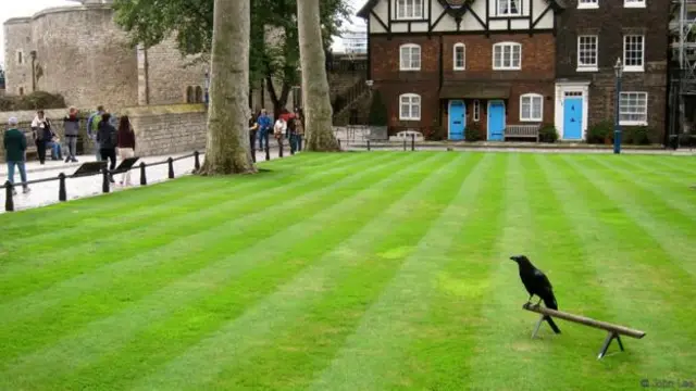  今天，伦敦塔共住着七只神秘的鸟（图片来源：李约翰（John Lee））