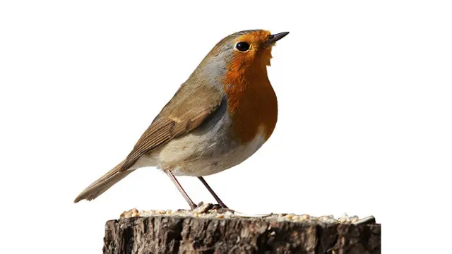 Las aves pueden hacer larguísimas rutas migratorias sin perderse en el camino.