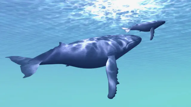 Las ballenas pueden orientarse gracias a su capacidad de percibir el campo magnético de la Tierra. 