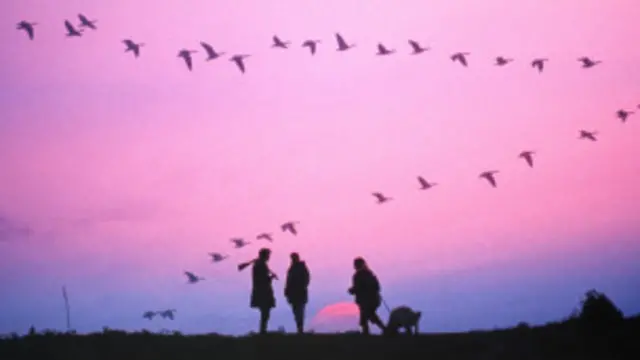 Entender este mecanismo puede servir para desarrollar tecnologías para controlar el comportamiento de los animales con campos magnéticos. 