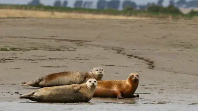 泰晤士河里的海豹