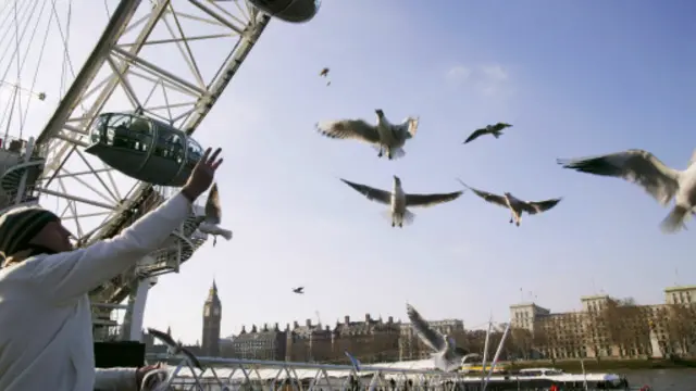 泰晤士河的鸟儿