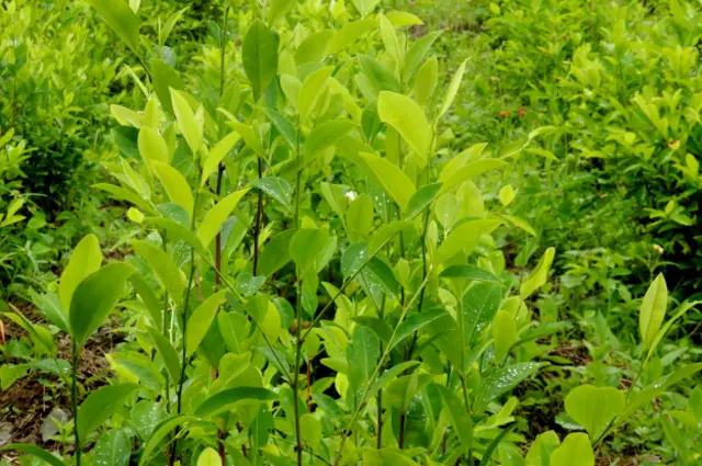 Плантации коки