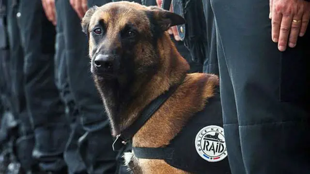 anjing polisi prancis