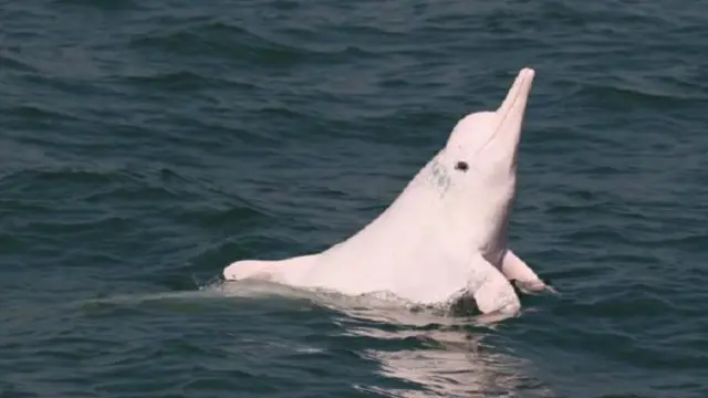 أطلقت مؤسسة "وورلد وايلد لايف فاوندايشن" المعنية بالحفاظ على الحياة البرية في العالم برنامجا تجريبيا لمراقبة الدلافين 