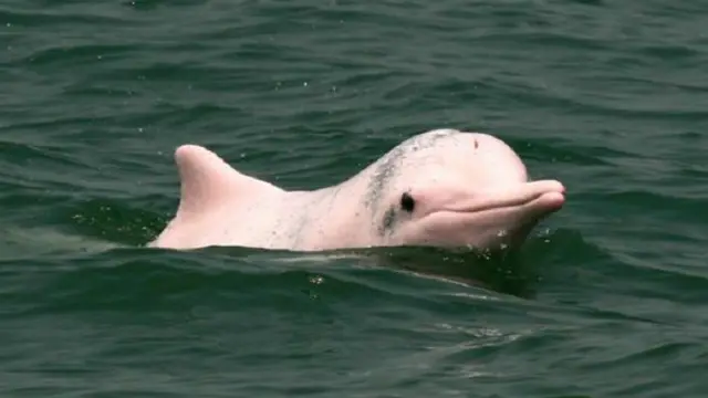 التعرف على الزحف البشري وما ينطوي عليه من تعديات تواجهها الدلافين يمثل خطوة إضافية على طريق إنقاذ هذه الكائنات المحبوبة.