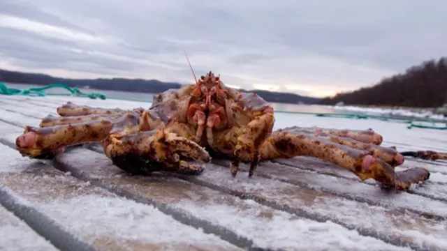 阿拉斯加帝王蟹