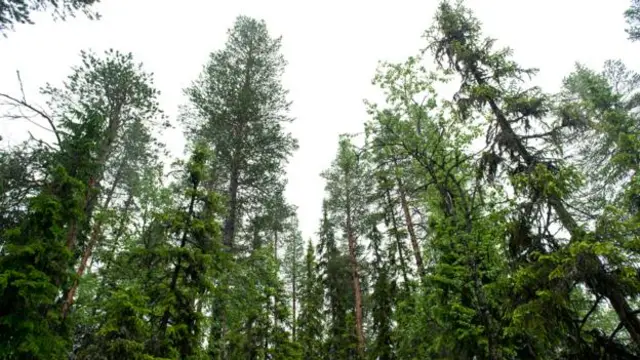  挪威的森林每年都在增長(圖片來源：Michael Becker)