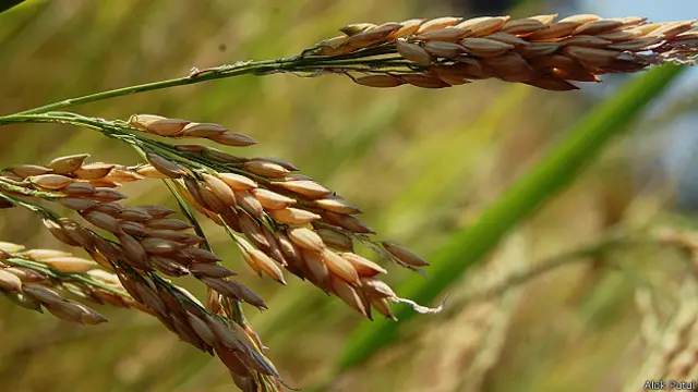 धान की फसल