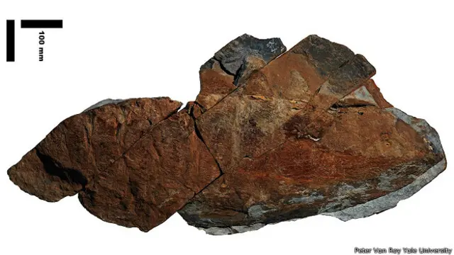 Ископаемые останки эгирокассиды