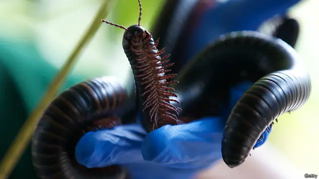 Тысяченожка