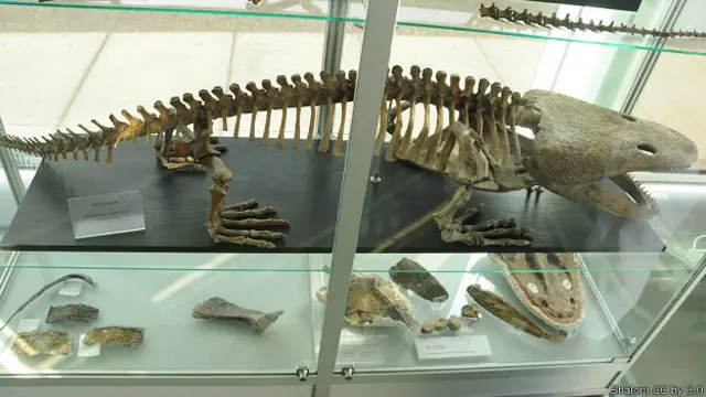 Скелет метопозавра 