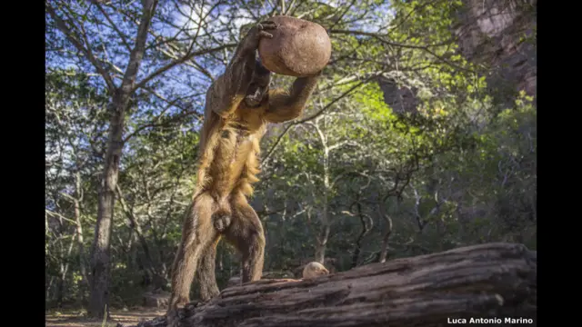 Smashing karya Luca Antonio Marino, Italia.