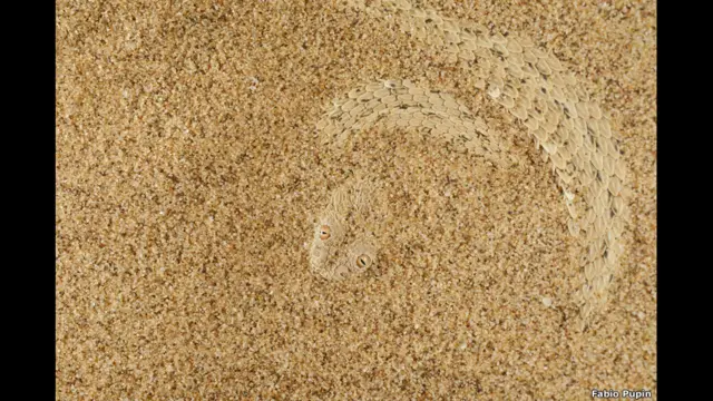 Ular bersisik karya Fabio Pupin, Italia.