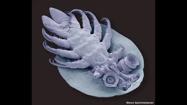 Fish louse karya Steve Gschmeissner, UK