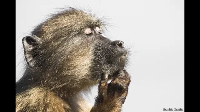 A baboon gets lost in his thought karya Davide Gaglio.