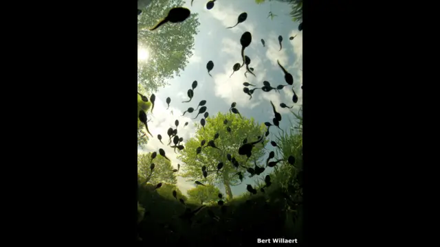 Berudu dari bawah karya Bert Willaert, Belgia