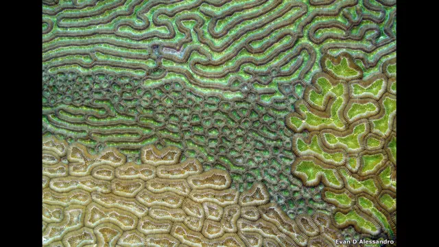 Terumbu karang otak Karibia karya Evan D'Alessandro, Amerika Serikat