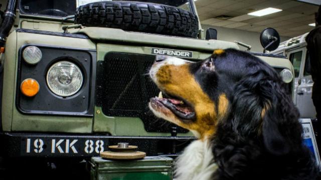 荒原俱乐部成员戴夫·弗雷泽（Dave Fraser）的军事规格 110 型爱车与车主信赖的伯尔尼兹山地犬。（图片来源：Brendan McAleer）