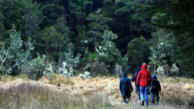 Новозеландский лес-буш