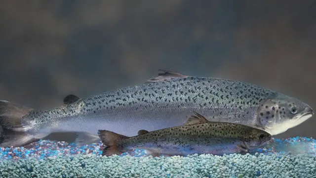 Aunque se aprobó esta semana, llevarlo al mercado puede demorar años, dice un experto.