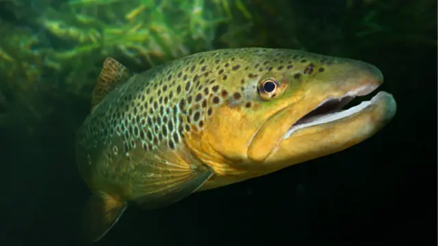 En su hábitat natural ocasionalmente el salmón del Atlántico se cruza con la trucha marrón.