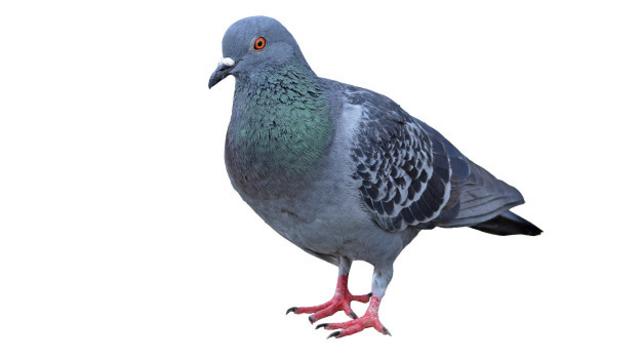 Las palomas están acostumbradas a detectar anomalías en patrones complejos, como por ejemplo cuando buscan insectos y semillas en el suelo. 