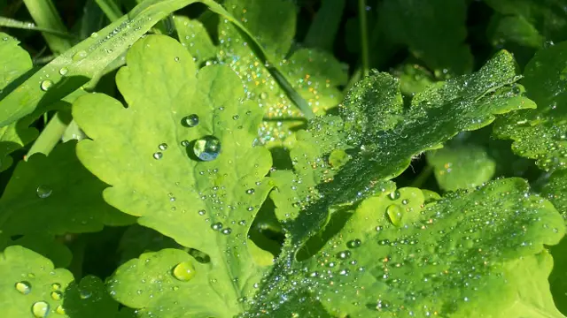 Людмила Хижняк