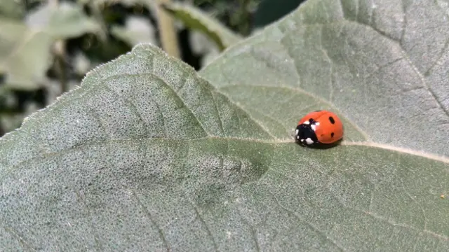 Божья коровка