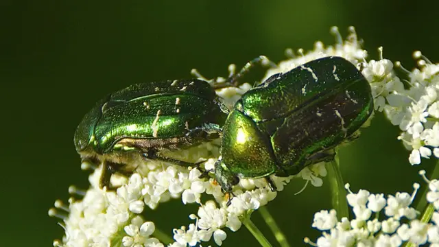 Жуки на листе