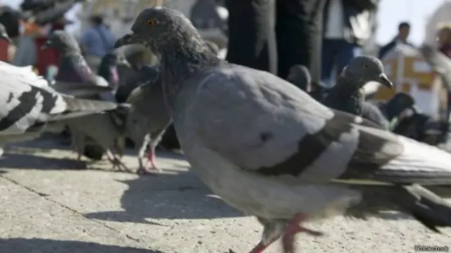 يمتلك دماغ الحمامة، الذي لا يزيد حجمه عن أنملة إصبع السبابة، قدرات مثيرة للإعجاب