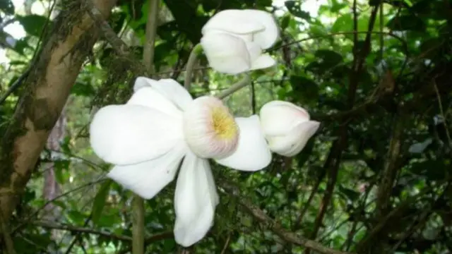 نهر الأمازون يمكن أن يكون موطنا لأكثر من 15 ألف نوع من الأشجار