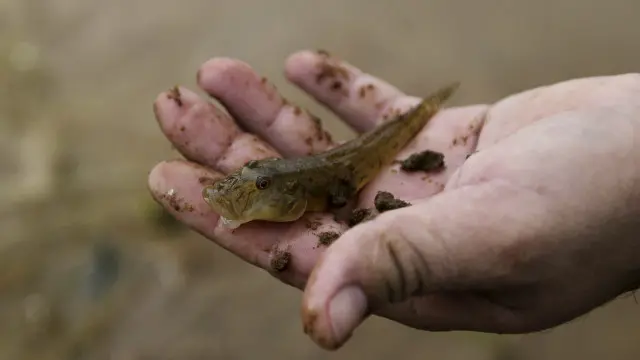 नदी में प्रदूषण