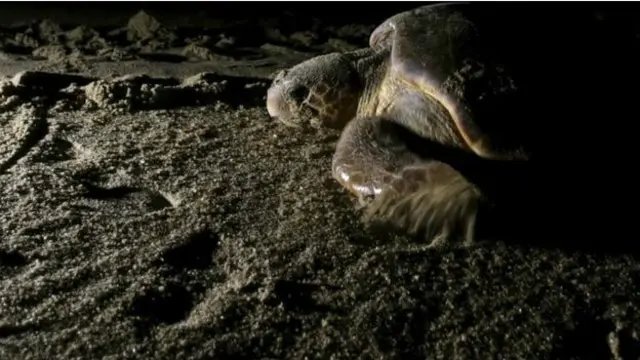 लैदरबैक टर्टल