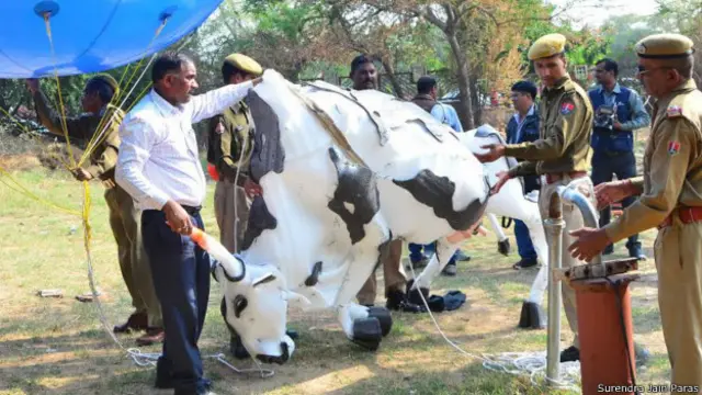 गाय की डमी