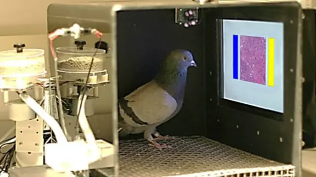 کبوتر در حال تشخیص آسیب‌شناختی