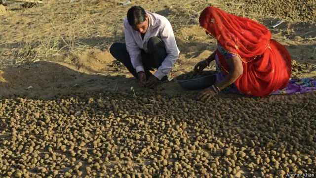 मेले के दौरान ऊंट का गोबर उठाते ऊंट पालने वाले.