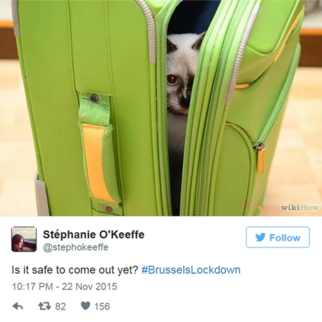brussel cat tweet