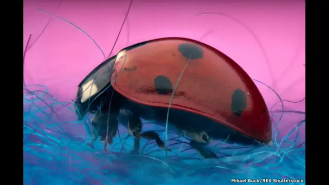 фото Мікаеля Бака